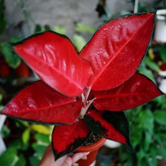 Other - Red Aglaonema